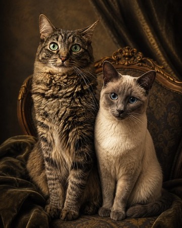 Formal portrait of the two Citywits kitties